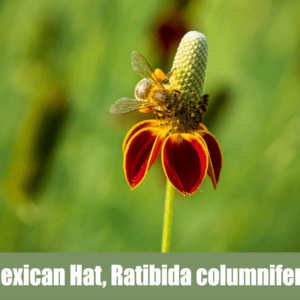 Mexican Hat, scientifically known as Ratibida columnifera